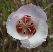 Calochortus venustus flower